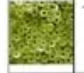 3MM #11 Dark Chartreuse